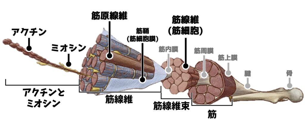骨格筋の構造