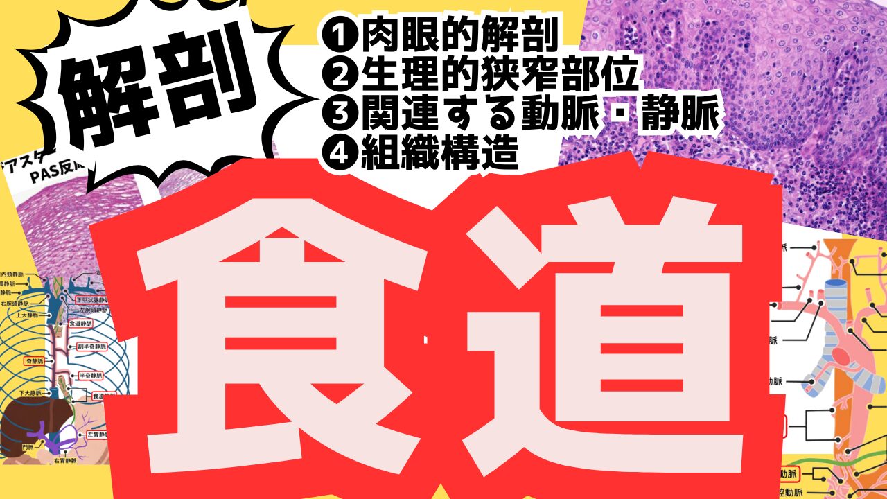 食道の解剖記事サムネ