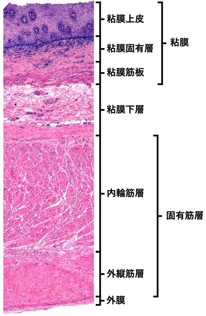 食道の層構造