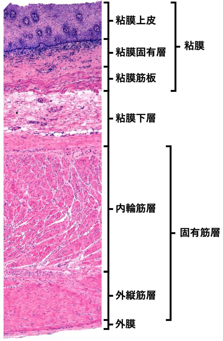 【食道の解剖】生理的狭窄部や上皮・筋肉など解剖と組織構造を徹底解説!|どっと. New life