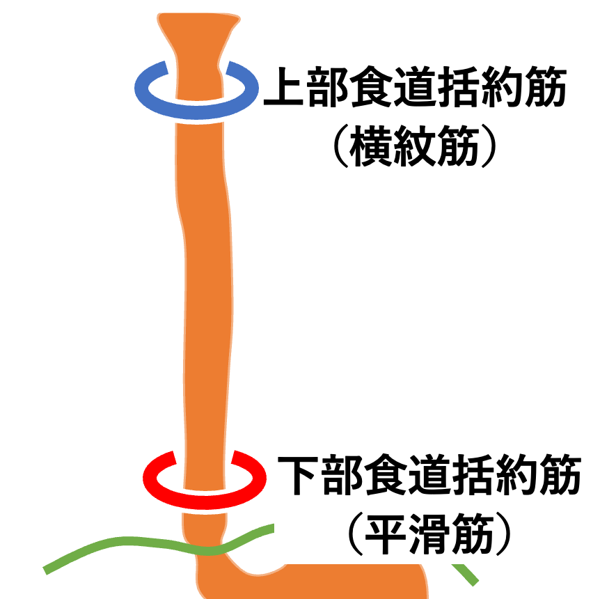 上部・下部食道括約筋