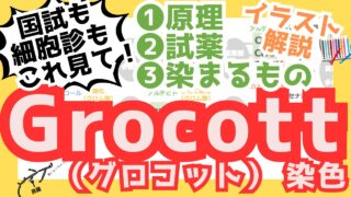 【Grocott染色】クロム酸とメセナミン銀で真菌を染めるグロコット染色のポイント解説！
