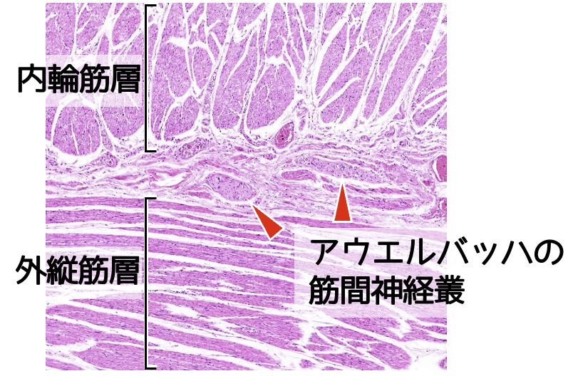 食道の筋層とアウエルバッハ神経叢