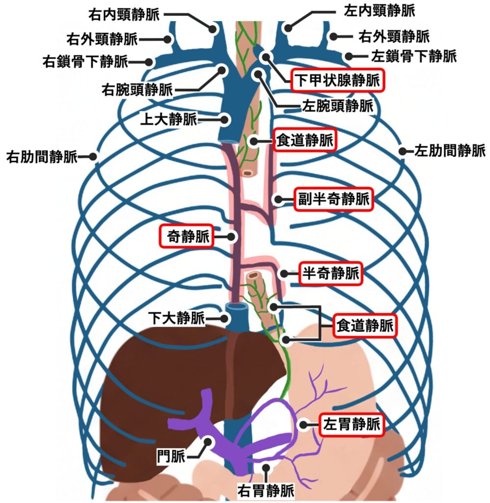 食道の静脈