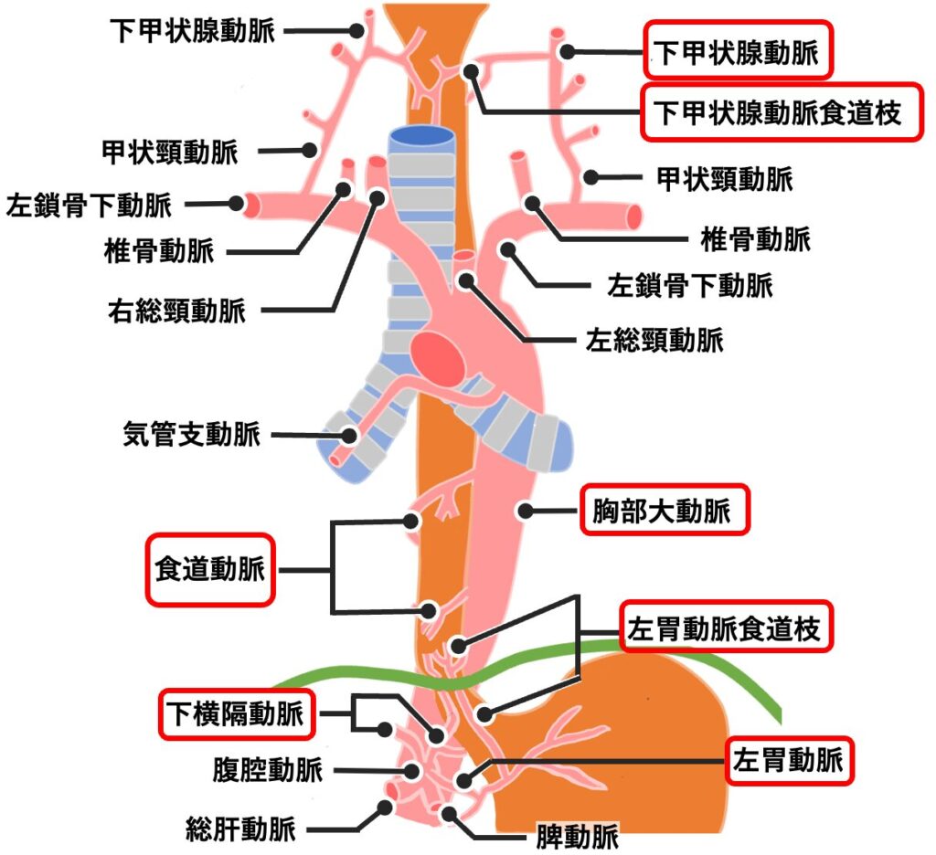 食道の動脈