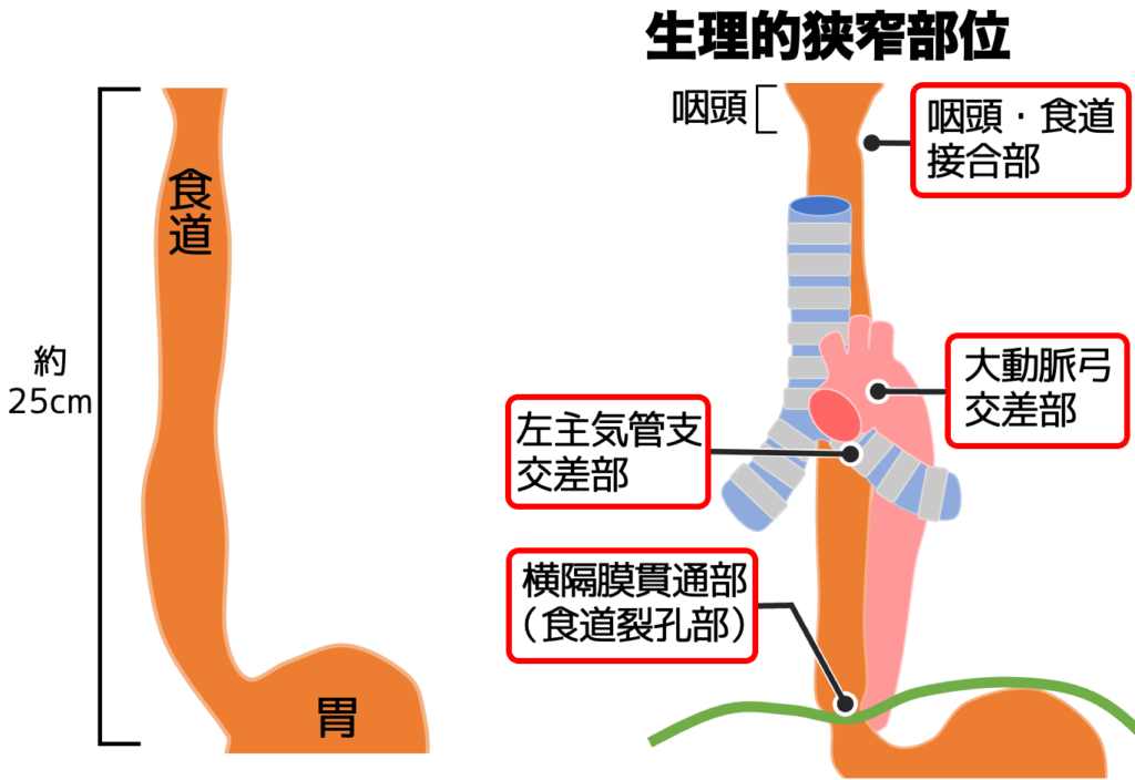 食道の長さと生理的狭窄部位