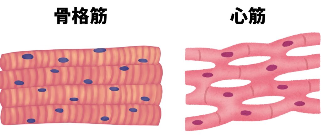 骨格筋と心筋 骨格筋はまっすぐ、心筋は分岐がある