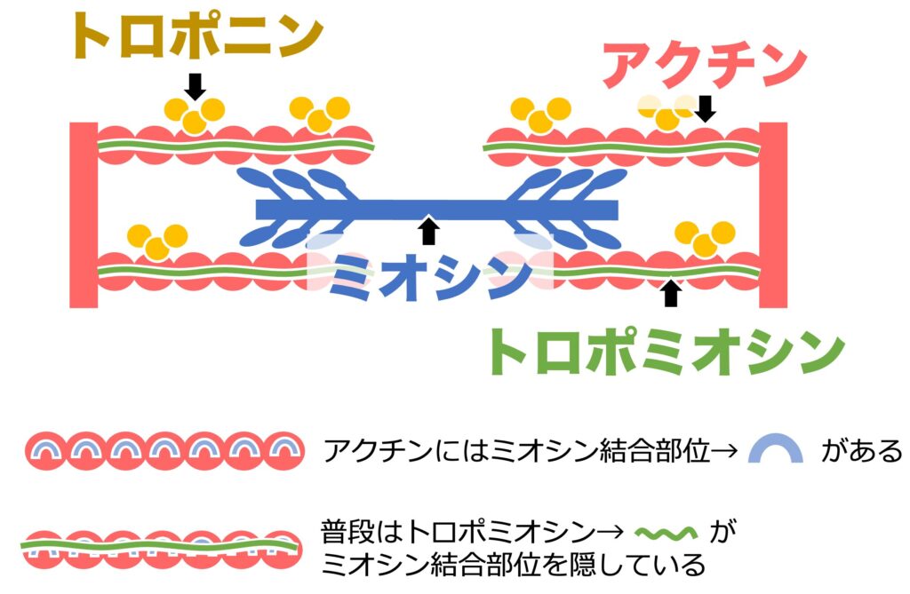 アクチンとミオシンの全体像