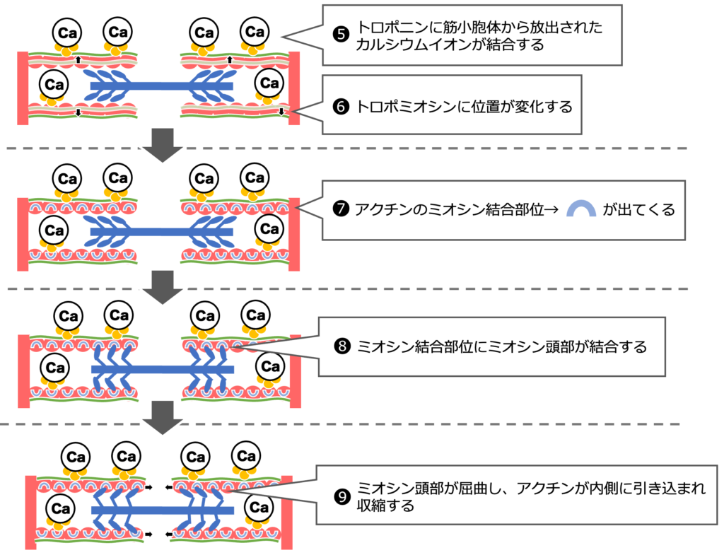 筋収縮のメカニズム