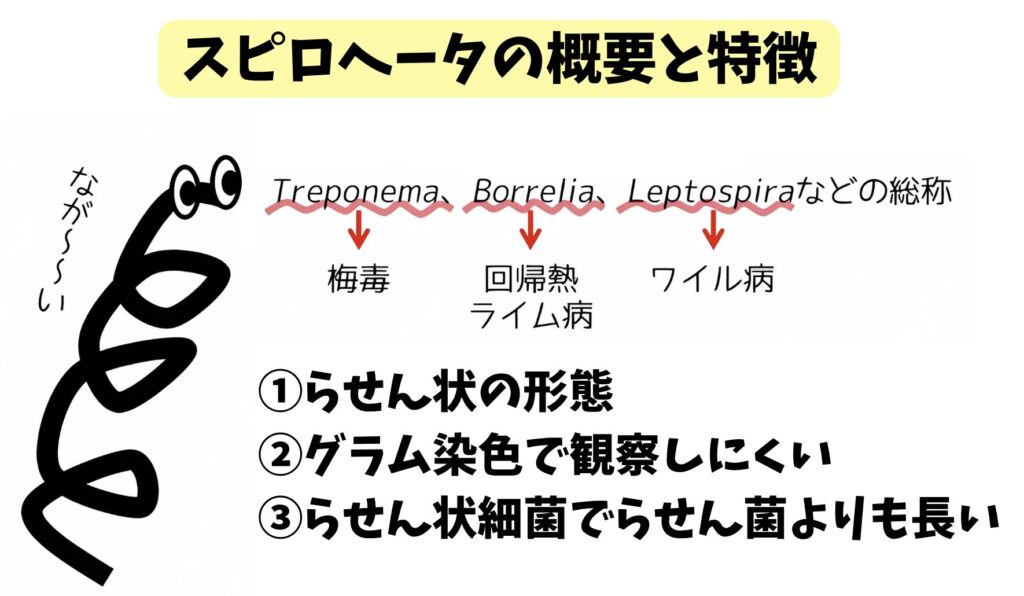 スピロヘータの特徴