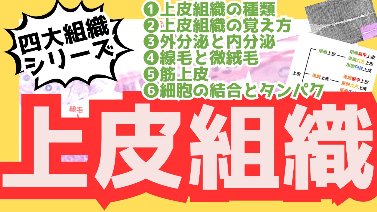 上皮組織のサムネ