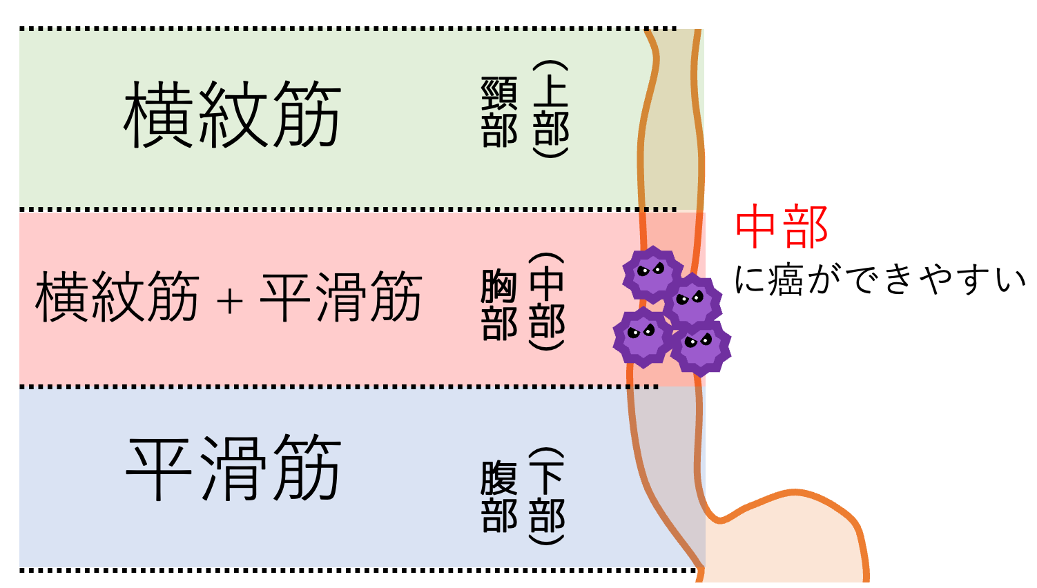 食道は上中下の3区分に分けられる