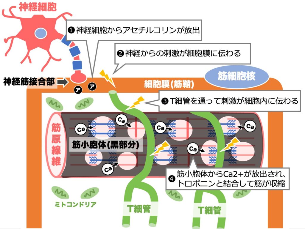 筋収縮のはじまり 神経刺激からT細管、筋小胞体のカルシウム放出を示した図