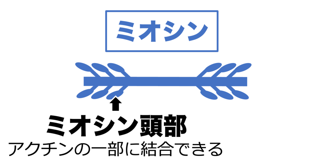 ミオシンは頭部とそれ以外の尾部でできている