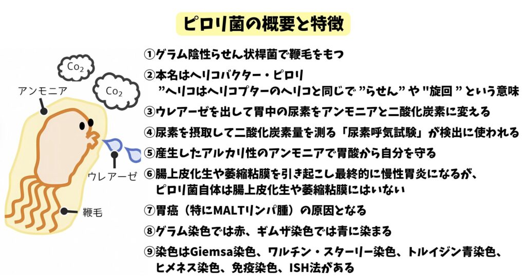 ピロリ菌の特徴