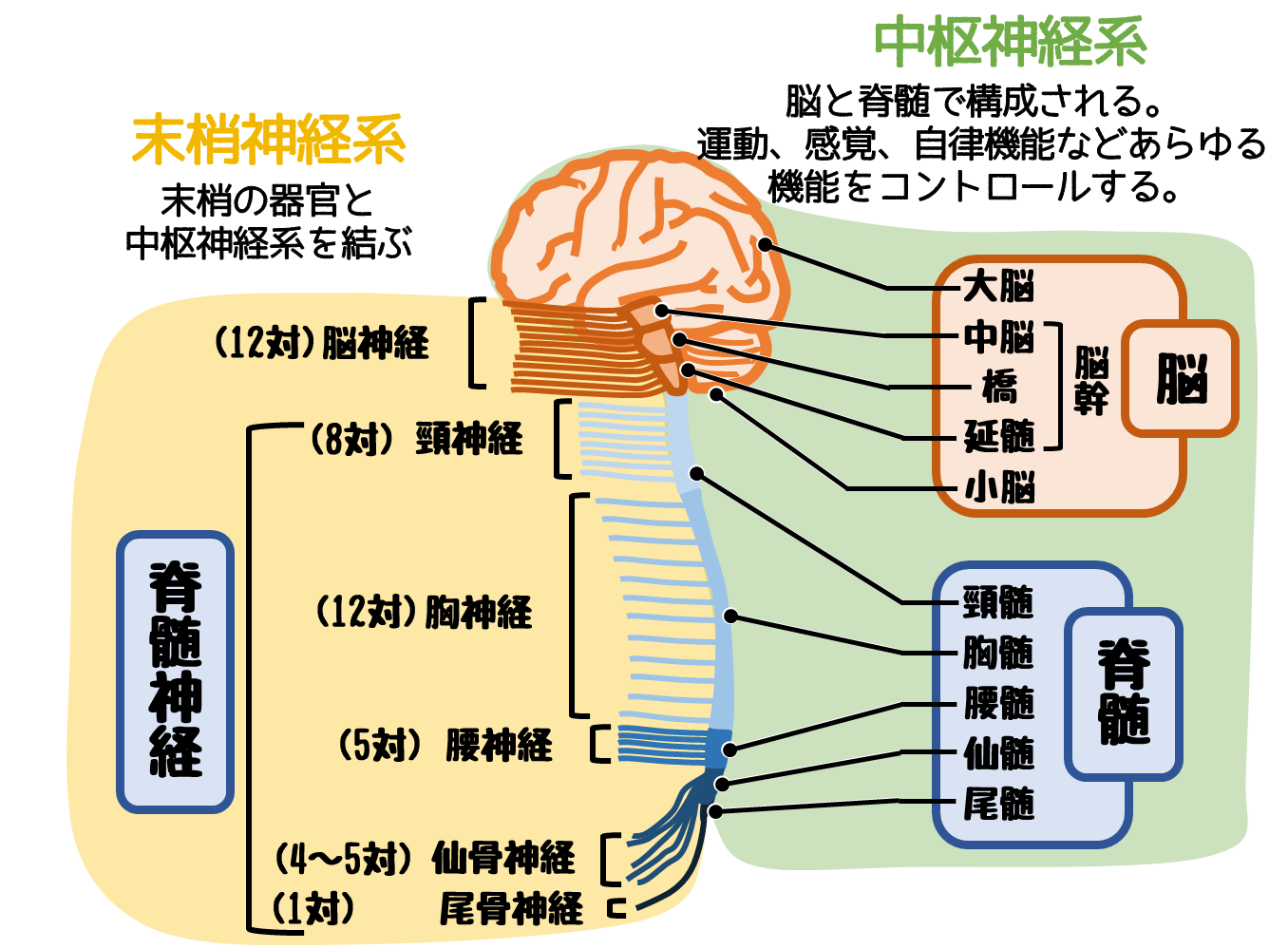 検査技師国試に必要な 脳 の基礎知識|どっと. New life
