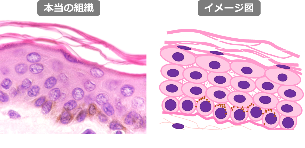 上皮 の8種類と覚え方をイラスト解説！ どっと. New life