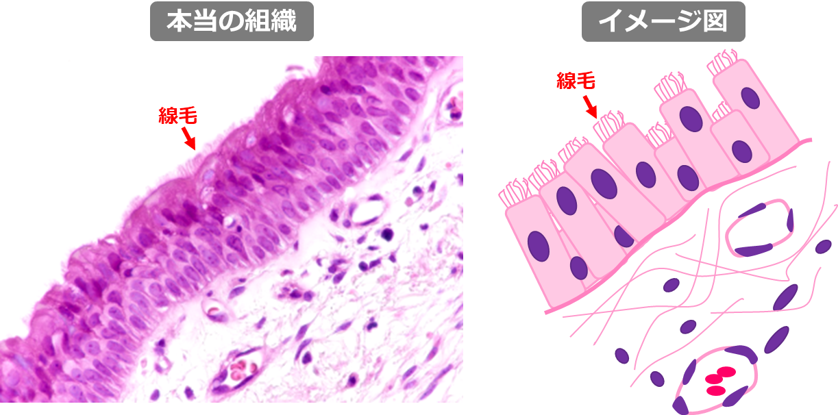 上皮 の8種類と覚え方をイラスト解説！ どっと. New life