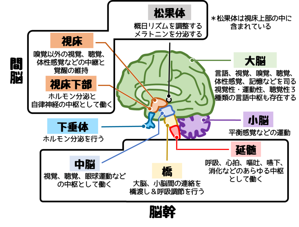 脳 の構造と機能