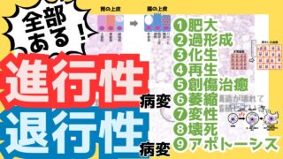 【進行性・退行性病変】肥大・過形成・化生・再生・創傷治癒・萎縮・変性・壊死・アポトーシスをイラスト解説