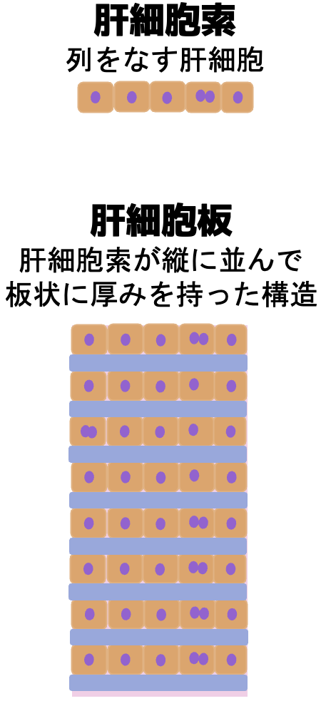 肝細胞が一列に並ぶ「肝細胞索」と、索が縦に並び厚みを持つ「肝細胞板」を対比した模式図。上段が肝細胞索、下段が複数の索が積層した肝細胞板。