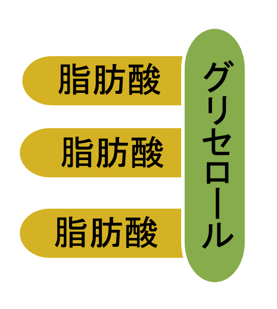 トリグリセリドの構造を示している模式図
グリセロールと３つの脂肪酸が結合している様子