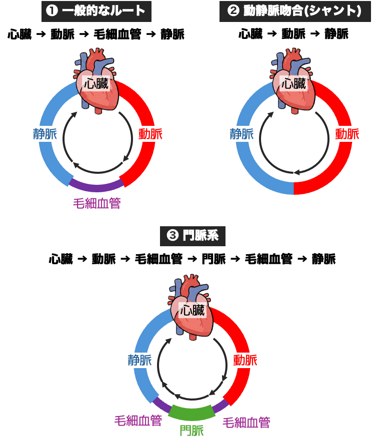 血液循環の3つの基本的経路(一般的なルート・動静脈吻合・門脈系)を比較した模式図