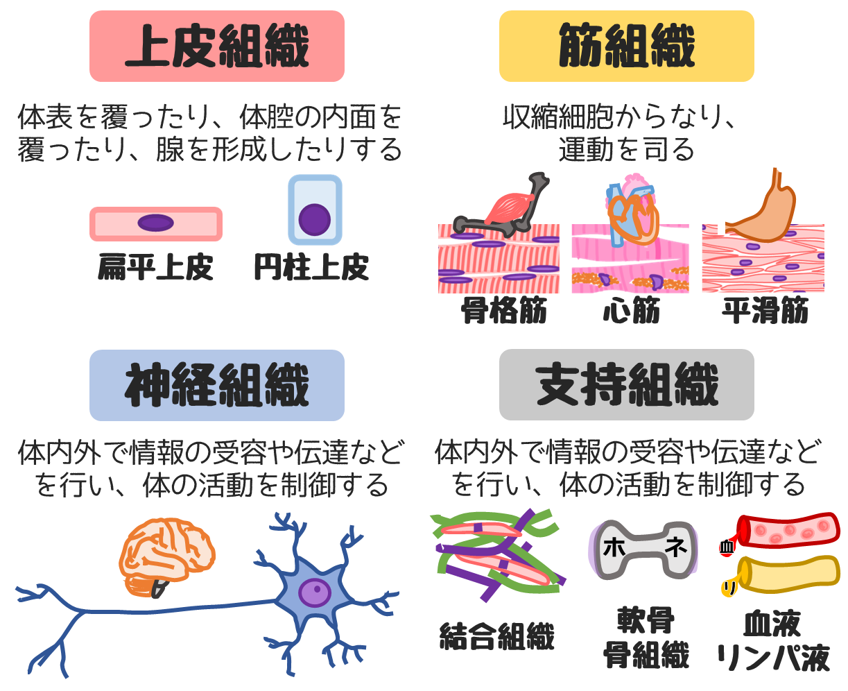 腫瘍 の基礎知識国試に必要なのは①名前の意味②好発年齢③転移 どっと. New life
