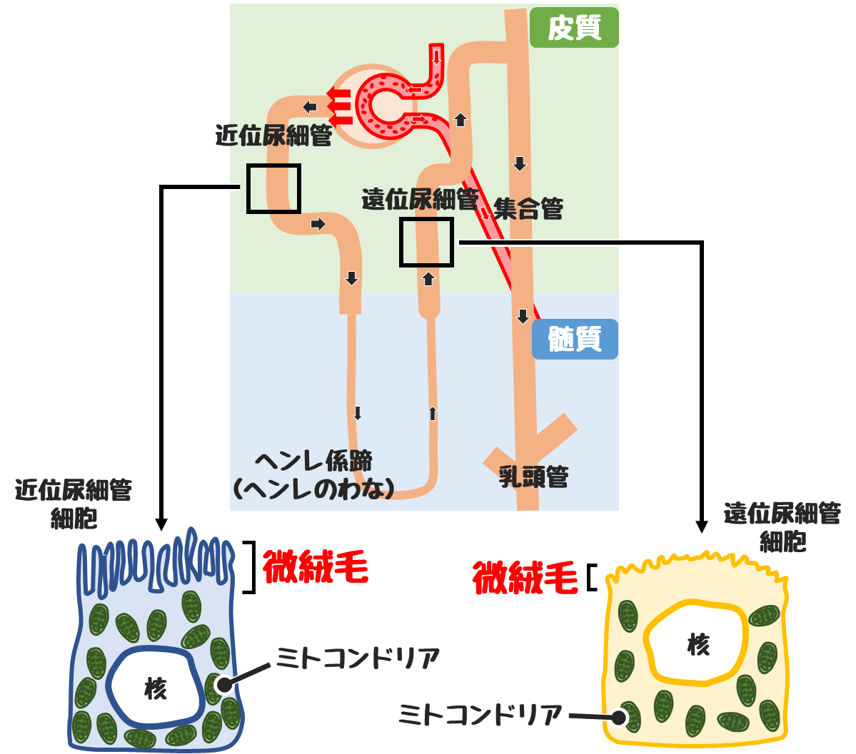 腎臓 】絶対に覚えるべき4つのポイントと周辺知識｜どっと. New life