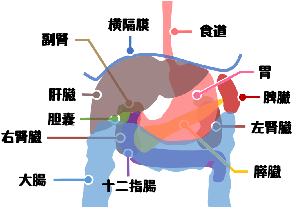 肝臓と隣接する臓器の位置関係を示した透かし解剖イラスト。肝臓の背面に位置する胃、十二指腸、大腸、右腎臓、副腎、胆嚢、食道、横隔膜が描かれており、これらが肝臓に接して圧痕を形成する様子を視覚的に解説。