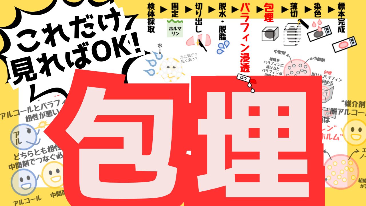 包埋サムネ