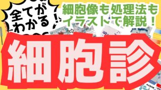 国試のための 細胞診 知識を全てまとめました