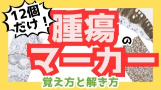 【確認問題あり】腫瘍・免疫染色マーカーと局在+覚えるべき関連疾患まとめ
