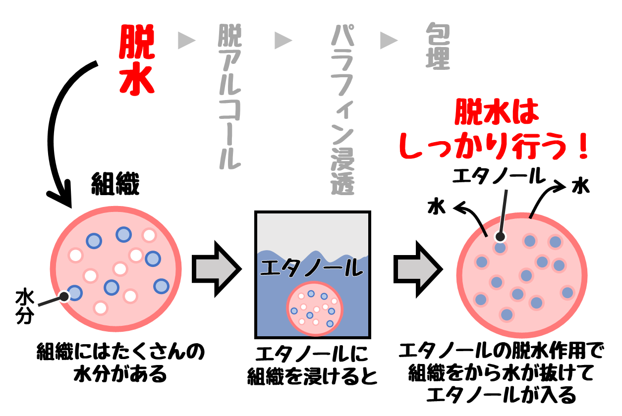 【包埋】手順・方法・試薬のポイントをイラスト解説！パラフィン包埋を中心に