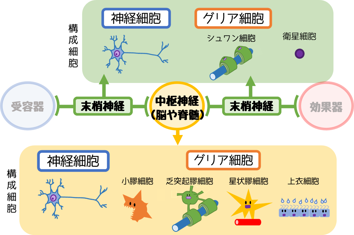 神経 系の基礎をイラストで徹底解説!|どっと. New life