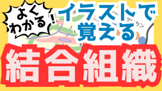 結合組織(支持組織)とは?よく分からない結合組織(支持組織)を分かりやすくイラスト解説