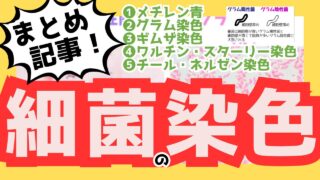 【細菌の染色まとめ】メチレン青|グラム|ギムザ|ワルチン・スターリー|チール・ネルゼン