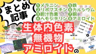 【生体内色素・無機物・アミロイド染色まとめ】❶マッソン・フォンタナ❷DOPA反応❸ベルリン青❹コッサ❺アミロイド