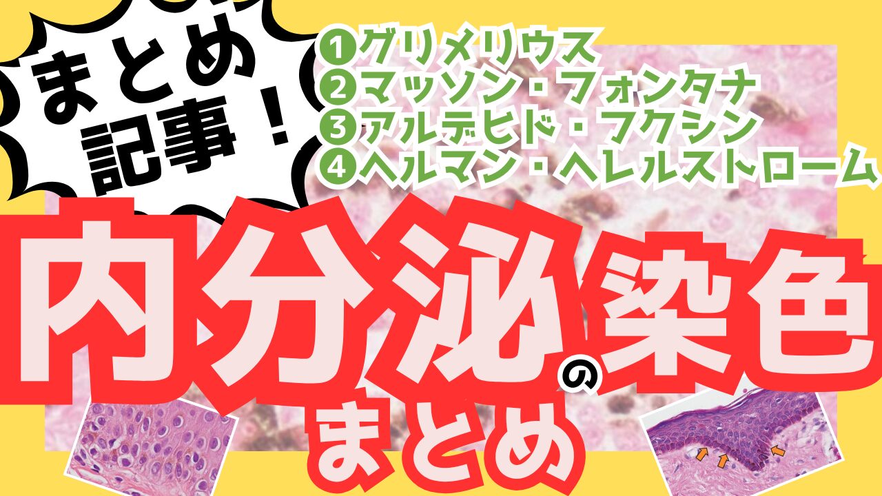 内分泌の染色まとめ