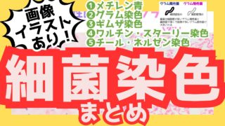 【細菌の染色まとめ】メチレン青｜グラム｜ギムザ｜ワルチン・スターリー｜チール・ネルゼン
