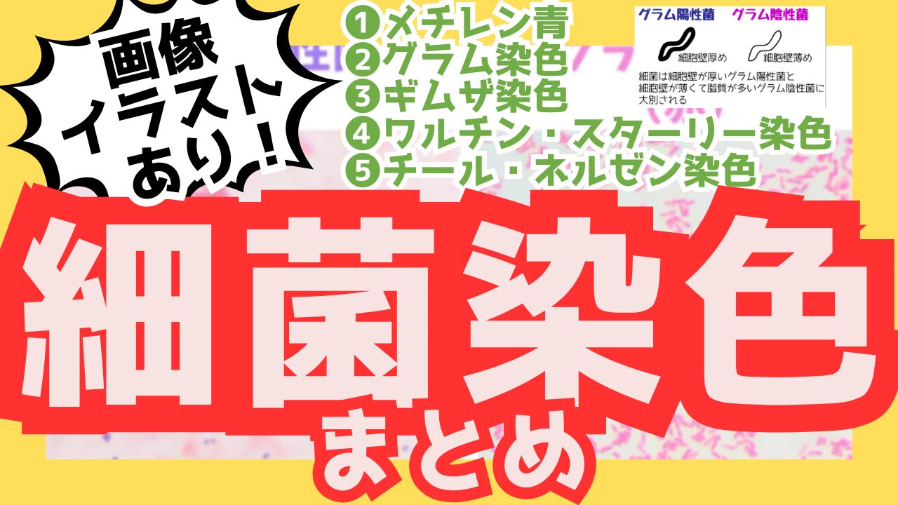 細菌染色まとめサムネ