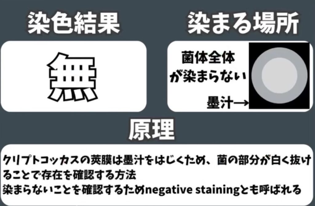 クリプトコッカスの墨汁染色結果