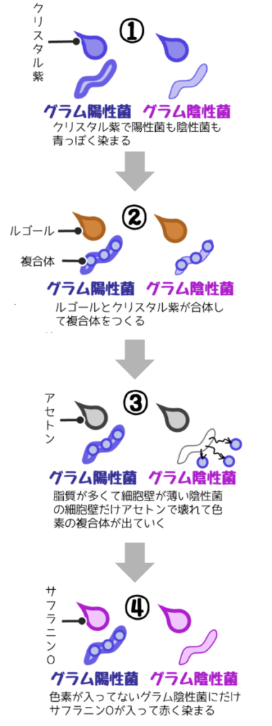 グラム染色の原理