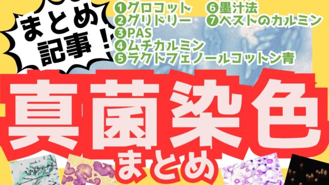 真菌染色まとめサムネ