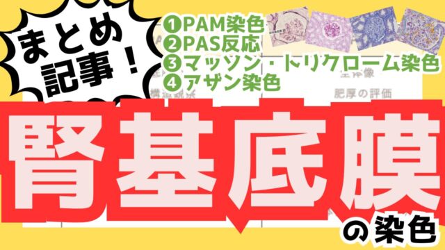 腎糸球体基底膜まとめのサムネ