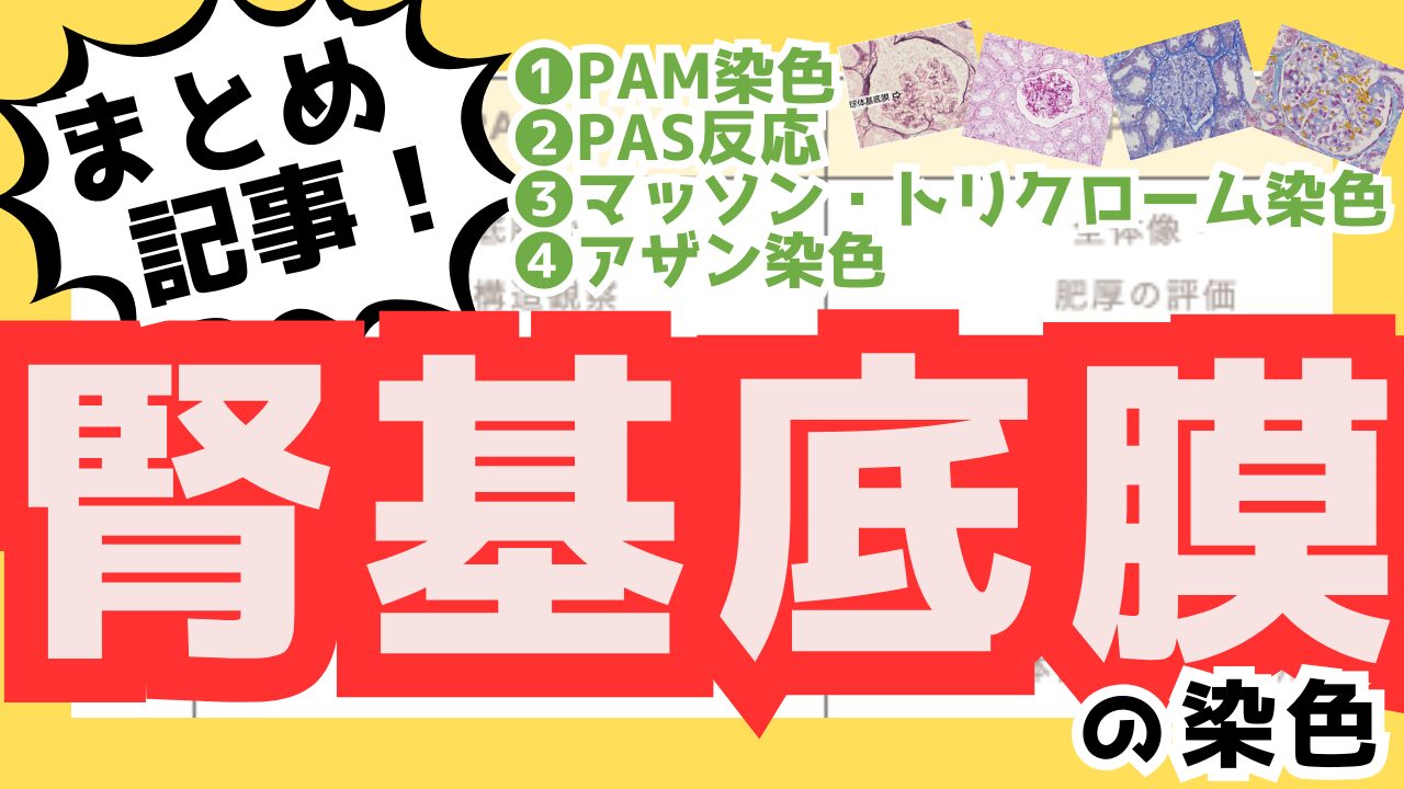 【腎糸球体基底膜の染色まとめ】腎基底膜の染色が一目でわかる!4つの重要染色法を比較