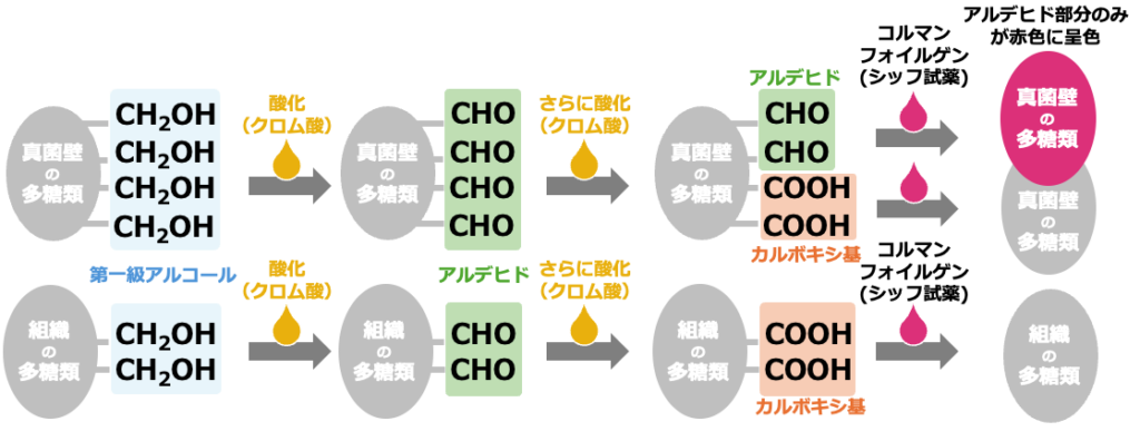 グリドリー染色原理 酸化と呈色