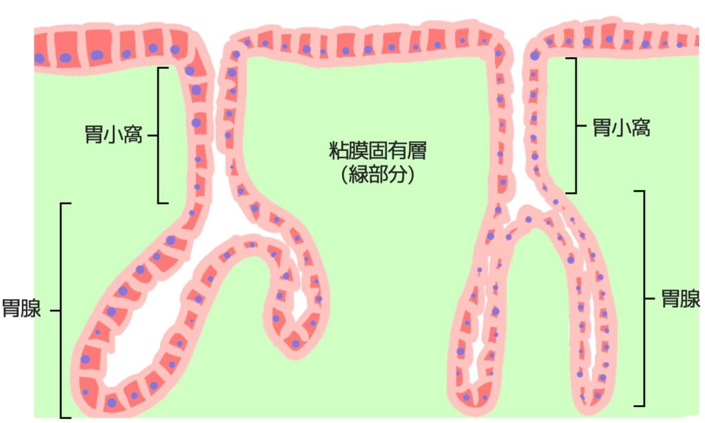胃小窩と胃腺の違い