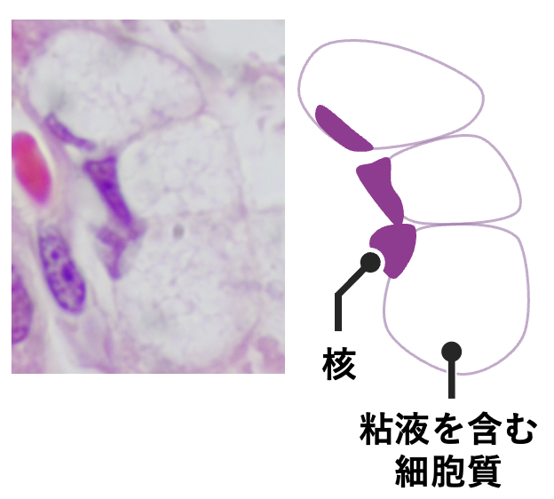 胃底腺の副細胞 粘液を含む明るい細胞質の副細胞が3つ並んでいる(HE染色)