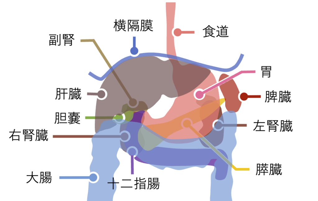 胃の位置を示す消化器全体の解剖図(食道、肝臓、胆嚢、膵臓、大腸との関係)